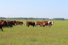 Нарастить поголовье скота - главная задача директора ООО "Пинигинское"