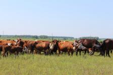 Нарастить поголовье скота - главная задача директора ООО "Пинигинское"