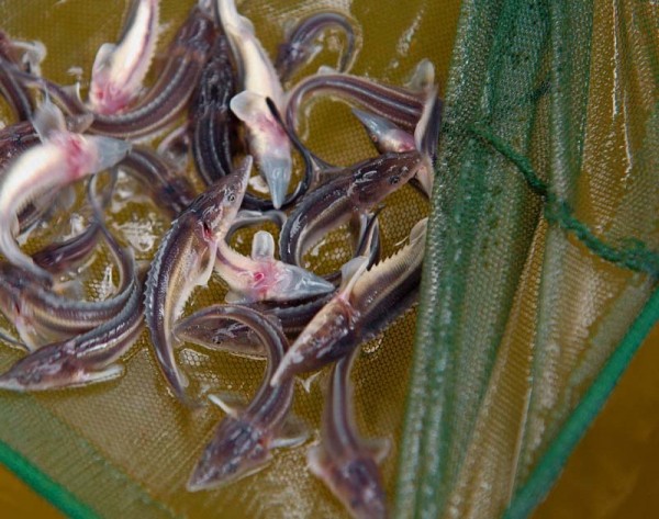 Полторы тысячи тонн рыбы вырастили в хозяйствах Тюменской области за полгода