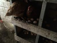 Для ведения бизнеса на селе необходимо желание и терпение, считает птицевод из Винзилей