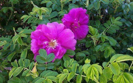 Ночью приятная прохлада, днем до +26: погода в Тюмени на 22 июля Ночью приятная прохлада, днем до +26: погода в Тюмени на 22 июля