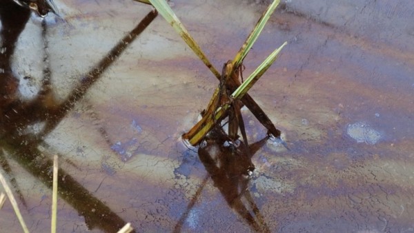 &laquo;Норникель&raquo; выгнал руководителей ТОФ ответственных за слив отходов в тундру  