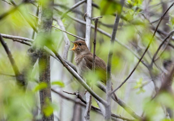 В Тюменской области подвели итоги акции "Соловьиные вечера" В Тюменской области подвели итоги акции "Соловьиные вечера"