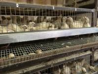 Для ведения бизнеса на селе необходимо желание и терпение, считает птицевод из Винзилей