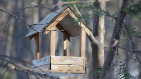 В&nbsp;Тюменской области завершилась акция &laquo;Соловьиные вечера&raquo; 
