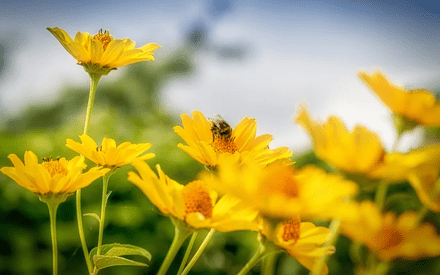 В четверг в Тюмени солнечно и до +24