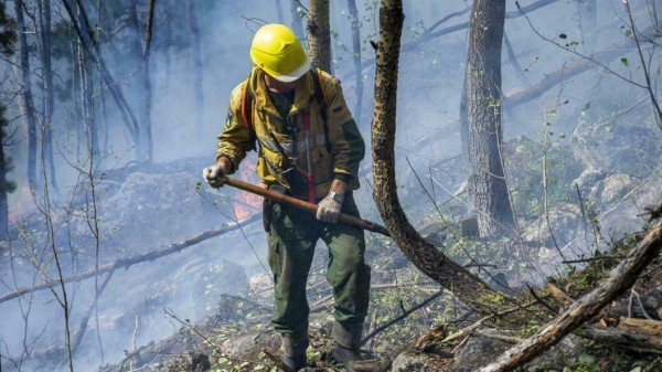 Восемь лесных пожаров зафиксировано в регионе за сутки