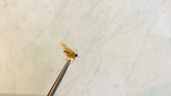 Жителю Ишима в&nbsp;ухо залез мотылек. Врачи смогли извлечь насекомое 