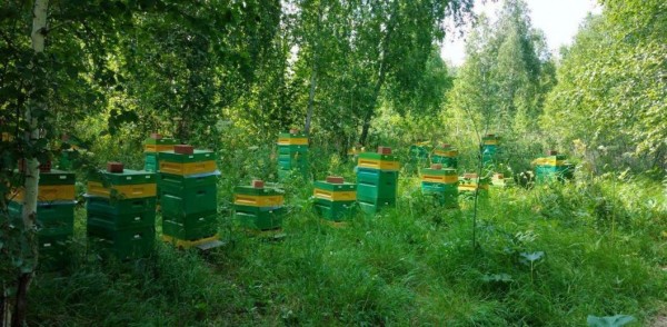 Программа "Агростартап" дала импульс для расширения бизнеса, отметил ярковский пчеловод