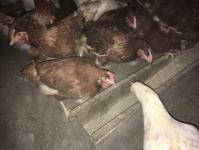 Для ведения бизнеса на селе необходимо желание и терпение, считает птицевод из Винзилей