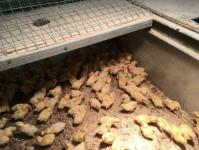 Для ведения бизнеса на селе необходимо желание и терпение, считает птицевод из Винзилей