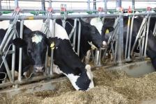 "Дамате" открыла третью очередь молочно-товарного комплекса в Тюменской области