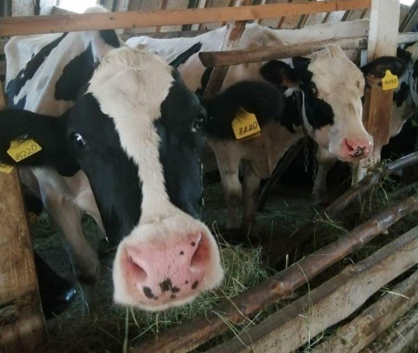 Фермер Петр Дубовик: поддержка семьи помогает развивать бизнес