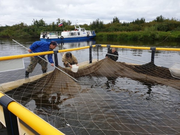 Пелядь, щука и карп подрастают в водоемах Армизонского района