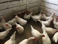 Для ведения бизнеса на селе необходимо желание и терпение, считает птицевод из Винзилей