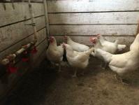 Для ведения бизнеса на селе необходимо желание и терпение, считает птицевод из Винзилей