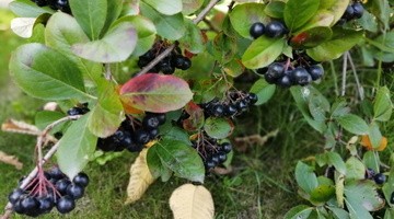 Как тюменским дачникам защитить урожай от дроздов и слизней