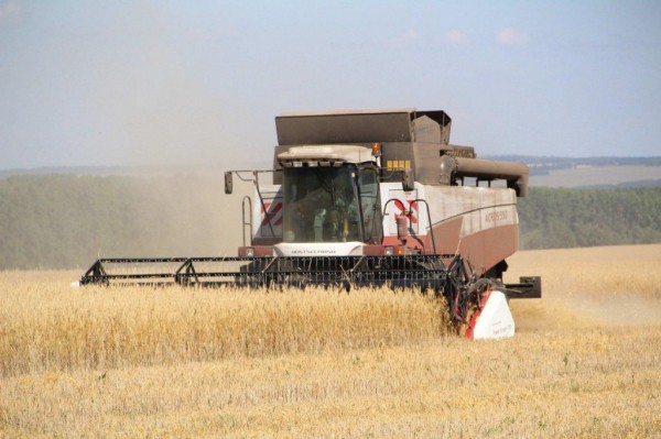 Ярковские хлеборобы убирают пшеницу