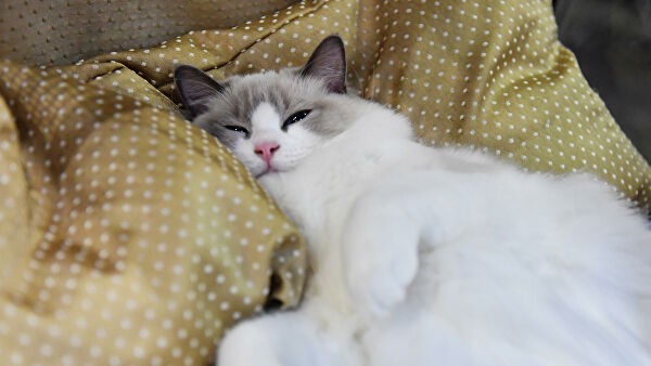 Изолировать на две недели. В России вторая кошка заболела коронавирусом