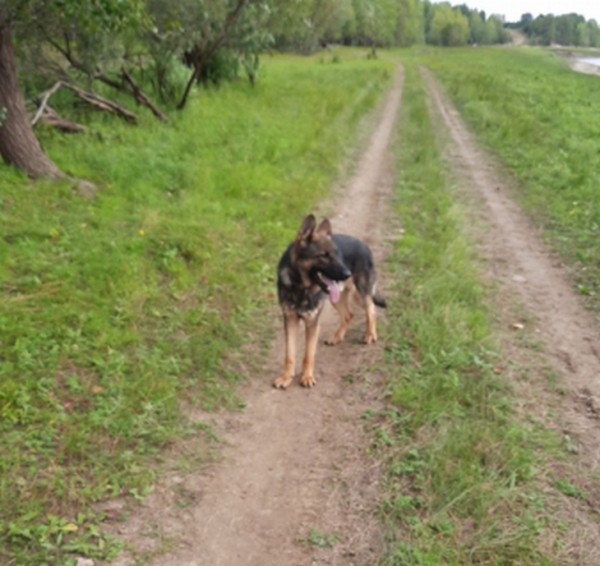 Служебная собака раскрыла кражу кедровых шишек в Югре