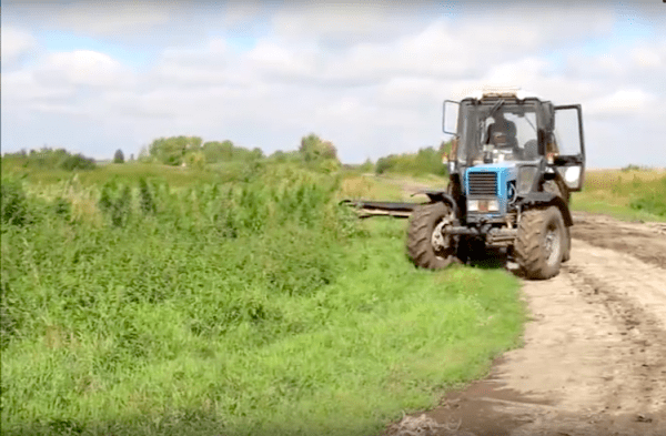 В Голышмановском округе уничтожили два гектара конопли