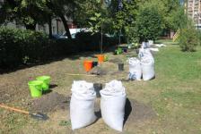 Ко Дню физкультурника тюменцы посадили дубовую аллею