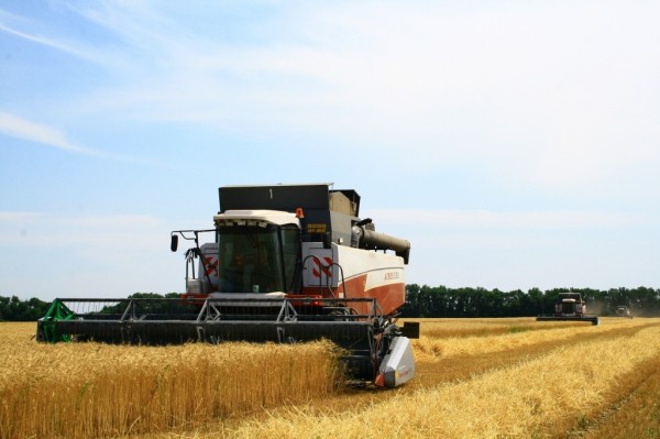 Озимые тритикале и рожь убирают земледельцы Тюменского района Озимые тритикале и рожь убирают земледельцы Тюменского района