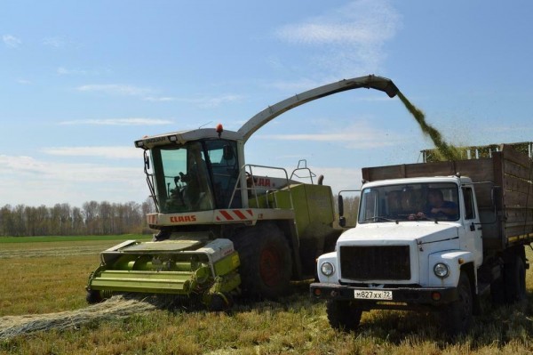Уборочная в Ишимском районе началась раньше обычного