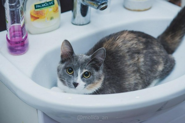 Воспитанная кошка ищет хозяина