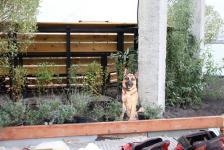 Первые городские активности на территории озера Алебашево пройдут уже в сентябре