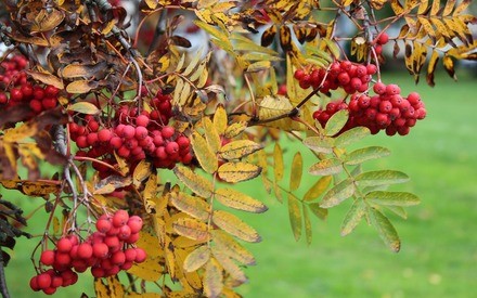 В Тюмени начинается &laquo;бабье лето&raquo;