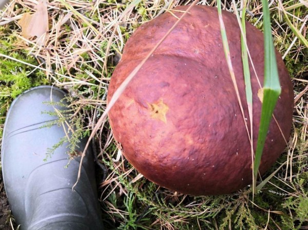 В Тюменской области выставят на торги 62 охотничьих угодья