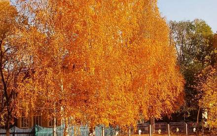 Всю неделю в Тюмени будет солнечно и тепло