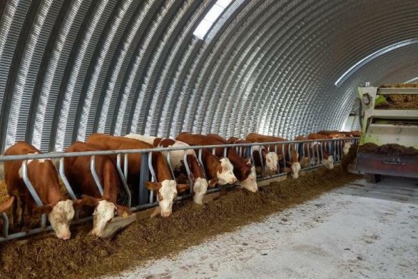 В Викуловском районе открыли новый телятник