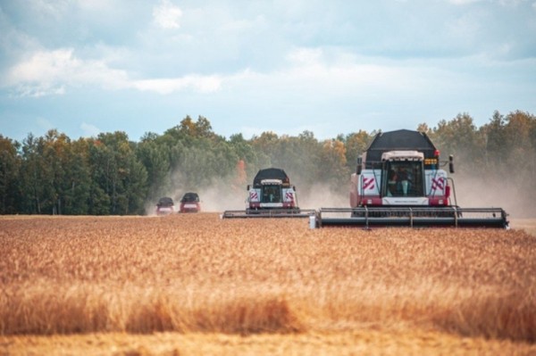 В Тюменской области собрали более 1,3 миллиона тонн зерна