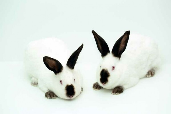 Тюменские кролики пользуются спросом в Омске и Владимире 