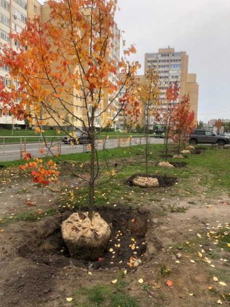 Озеленению территорий интенсивной жилой застройки – особое внимание!
Озеленению территорий интенсивной жилой застройки – особое внимание!