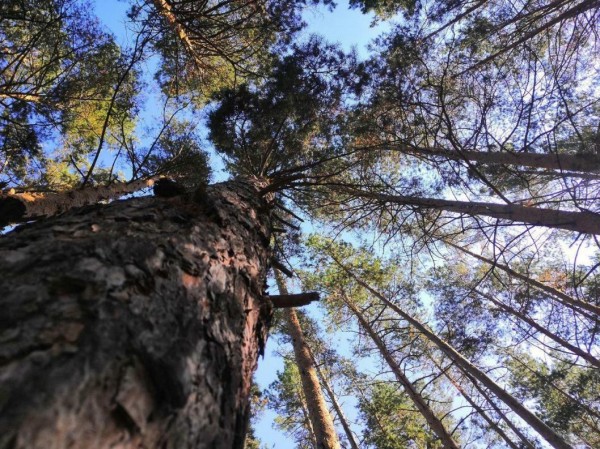 Александр Моор отметил профессионализм и мужество тюменских лесников