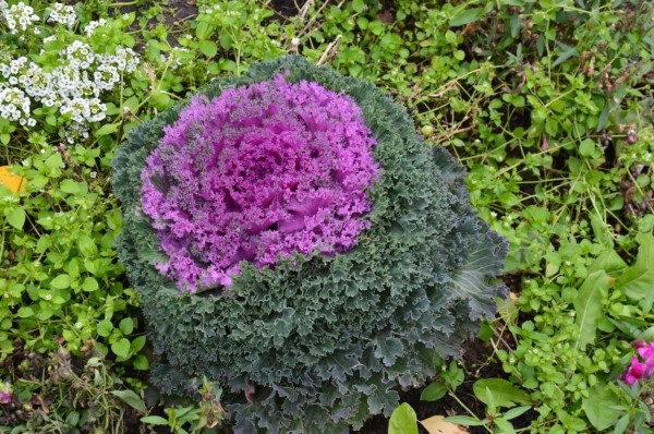 
В Тюмени подведены итоги конкурса на лучшее озеленение пришкольного участка
