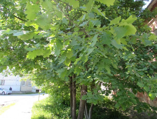 
В Ленинском административном округе создана еще одна комфортная озелененная территория!
