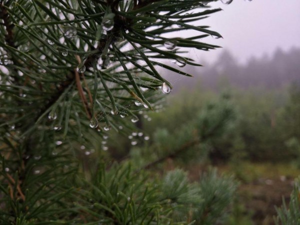 В Тюменской области продолжают искать заблудившихся в лесу грибников