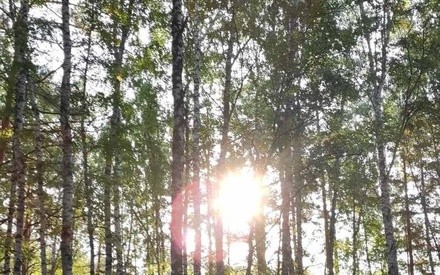 Пятница в Тюмени будет солнечной и теплой