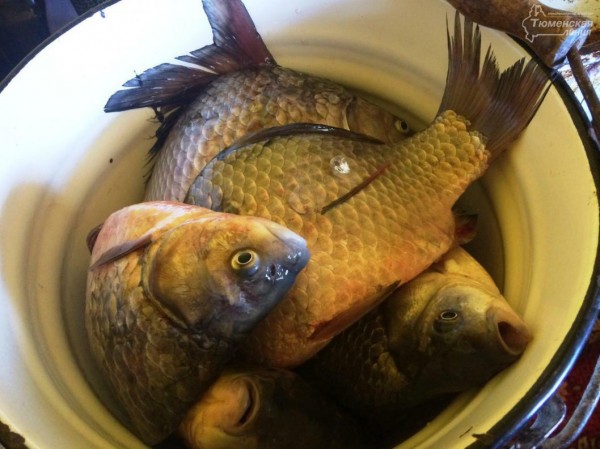 Переработка рыбы &ndash; это и бизнес, и хобби, говорит предприниматель из Сладково