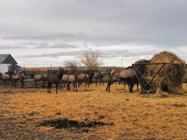 В ялуторовском хозяйстве сняли первые панты с оленей-маралов В ялуторовском хозяйстве сняли первые панты с оленей-маралов