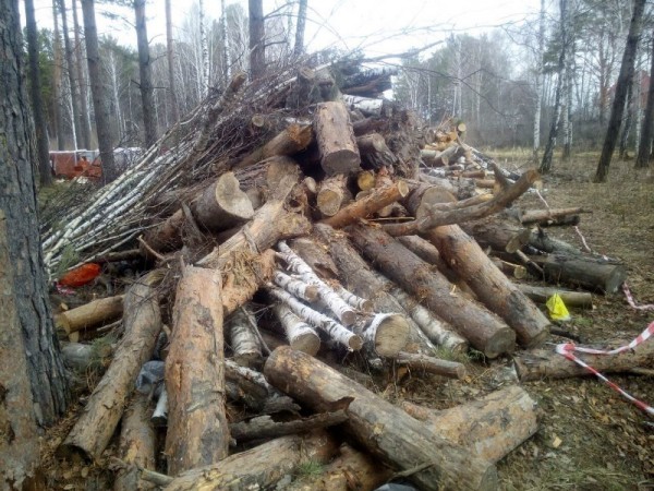 Жителю Вагайского района грозит срок за вырубку 300 деревьев