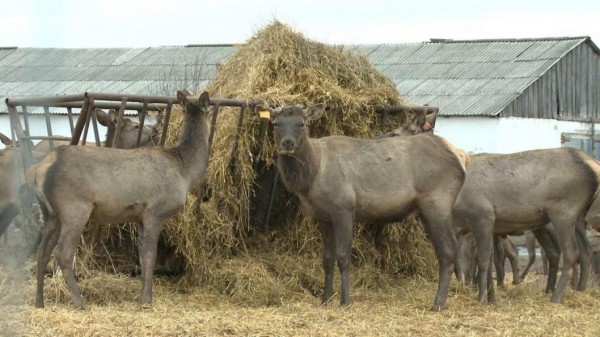 В ялуторовском хозяйстве сняли первые панты с оленей-маралов В ялуторовском хозяйстве сняли первые панты с оленей-маралов