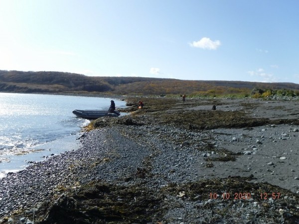 Токсичные водоросли названы одной из причин загрязнения на Камчатке