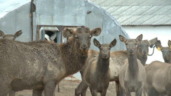 В ялуторовском хозяйстве сняли первые панты с оленей-маралов В ялуторовском хозяйстве сняли первые панты с оленей-маралов