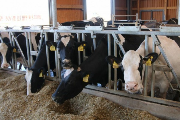 ООО "Радиус-агро" Викуловского района признано лучшим в подготовке к зиме