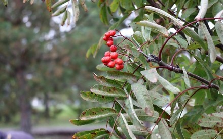 20 октября в Тюмени похолодает и пойдет дождь 20 октября в Тюмени похолодает и пойдет дождь